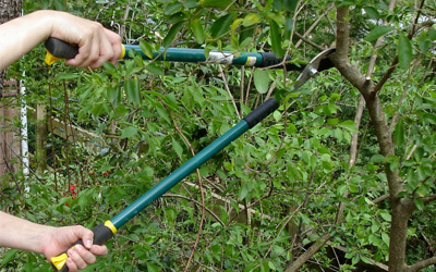Bush Pruning Bush Pruning