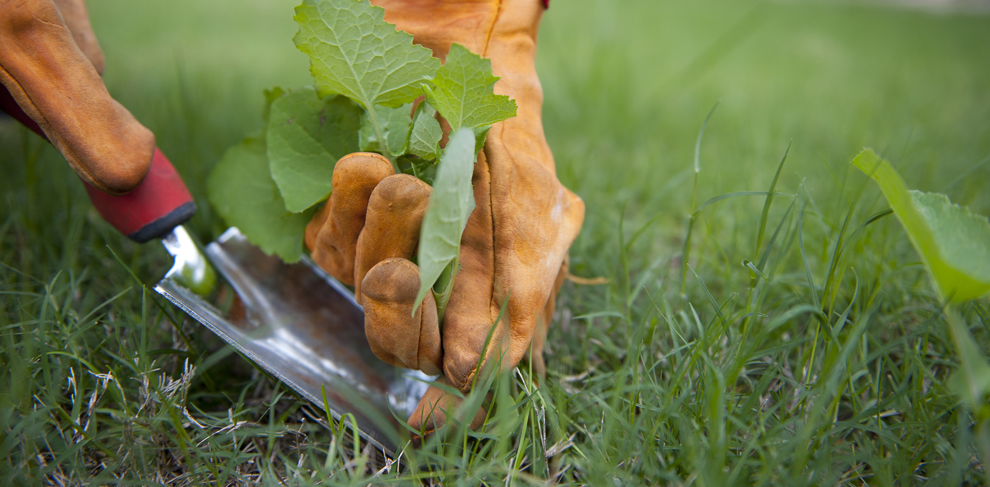 Garden Weeding Garden Weeding