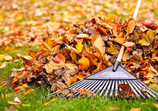 Leaf Cleaning Leaf Cleaning